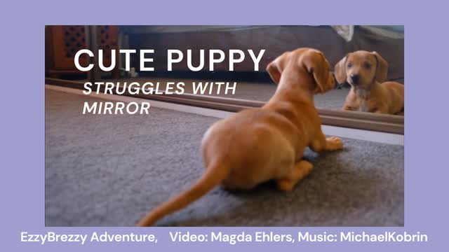 CUTE PUPPY STRUGGLED WITH MIRROR