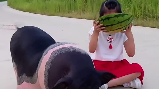 Pet pigs eat watermelon