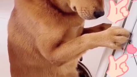 CUTE DOG🐕😊