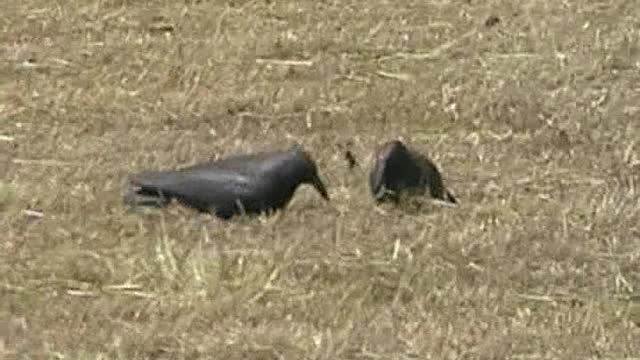 Crow decoying in Wales day 1