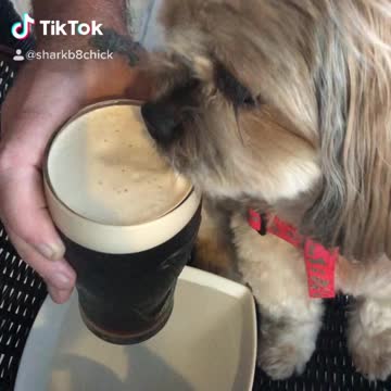 Cute Guinness drinking Shorkie