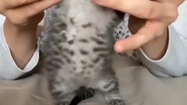 Kitten cute dance