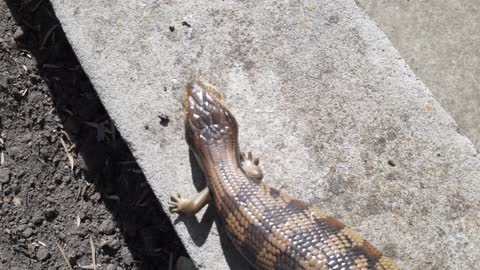 Juvenile Eastern Blue Tongue eating a couple of Snails🦎vs🐌