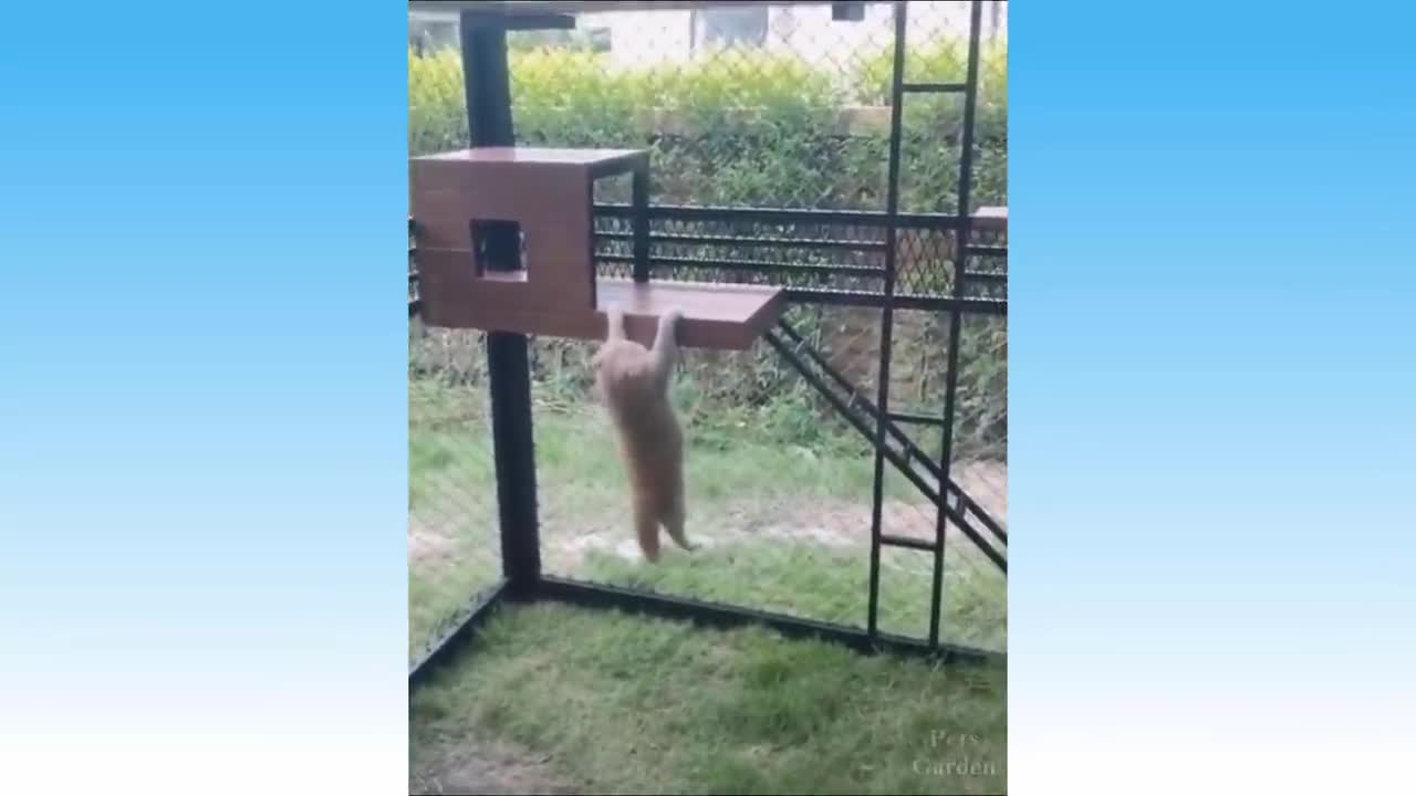 Cat sleeps on a mop and others