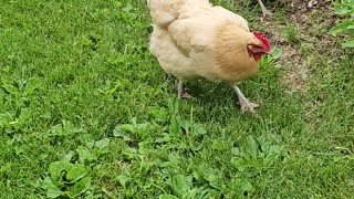 OMC! Chickens hunting are happy chickens!😊🐔❤️🐛#chickens #hunting #happy #shorts #worms #grubs #bugs