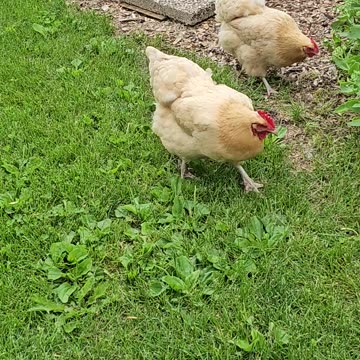 OMC! Chickens hunting are happy chickens!😊🐔❤️🐛#chickens #hunting #happy #shorts #worms #grubs #bugs