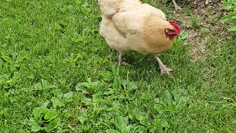 OMC! Chickens hunting are happy chickens!😊🐔❤️🐛#chickens #hunting #happy #shorts #worms #grubs #bugs