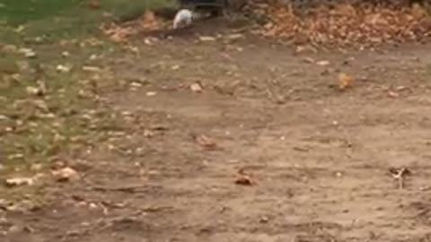 Albino squirrel