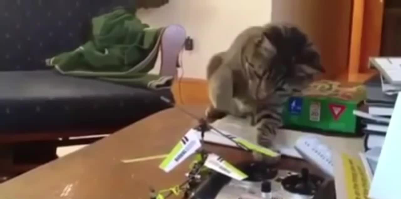 The cat is playing with the plane