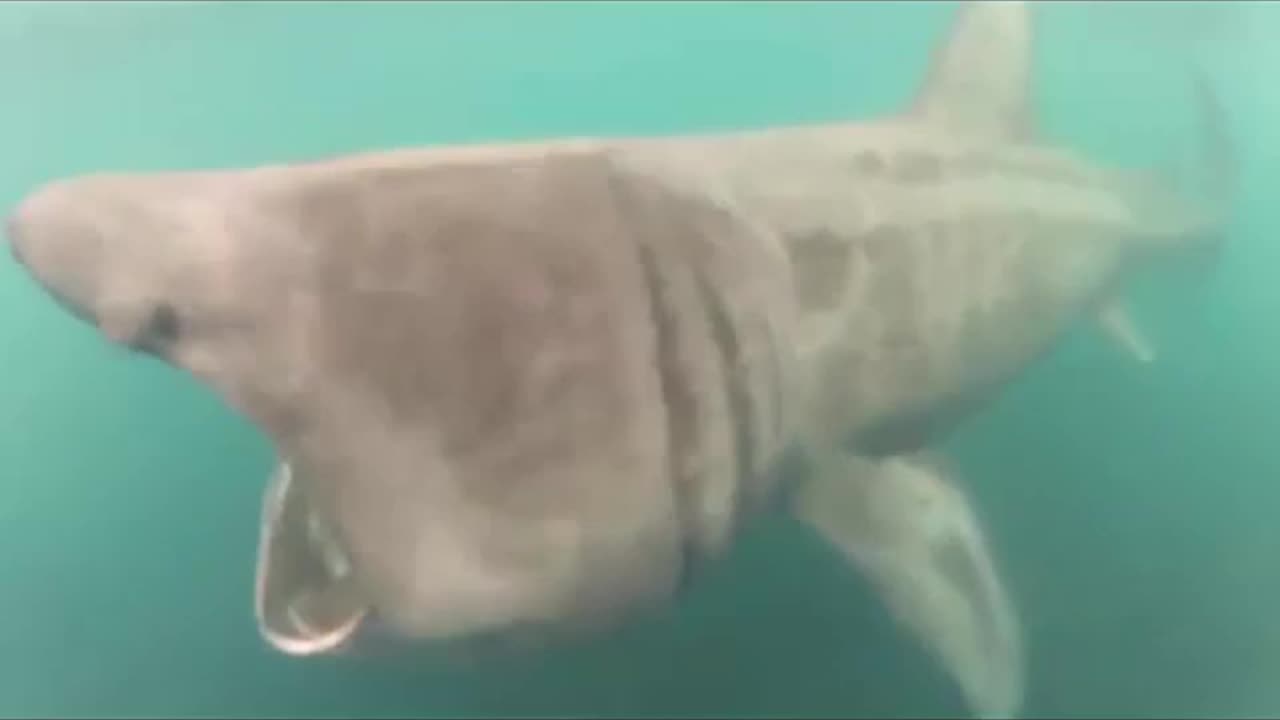 'face' with the harmless basking shark