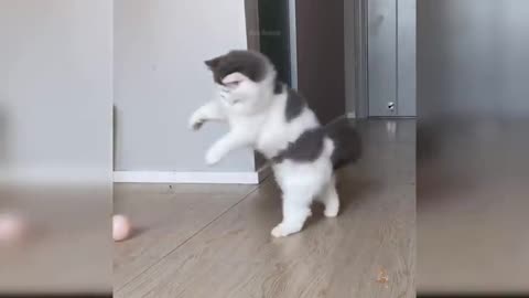 Funny cats video