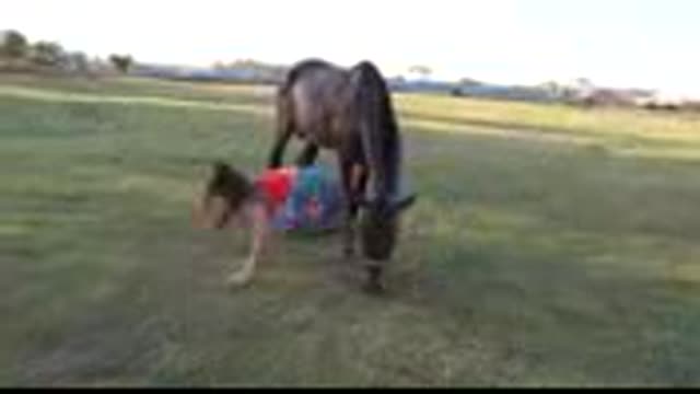 Beautiful girl training village horse, horse care Basic anymals would