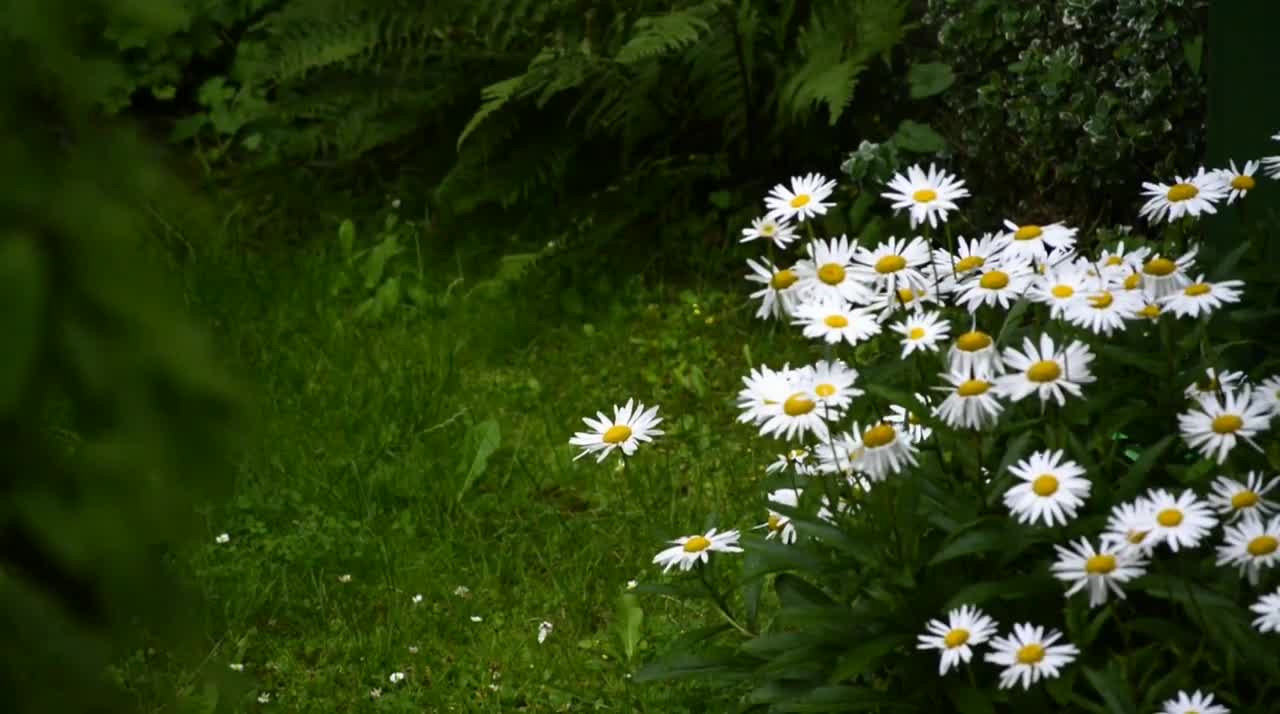 Nature Videos | #Short l #Shorts
