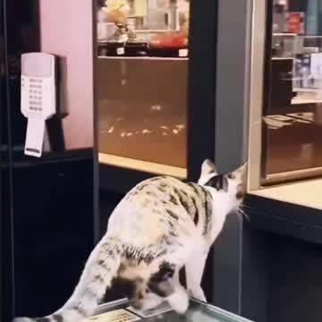 Cat Funny Specializes in Unhappy