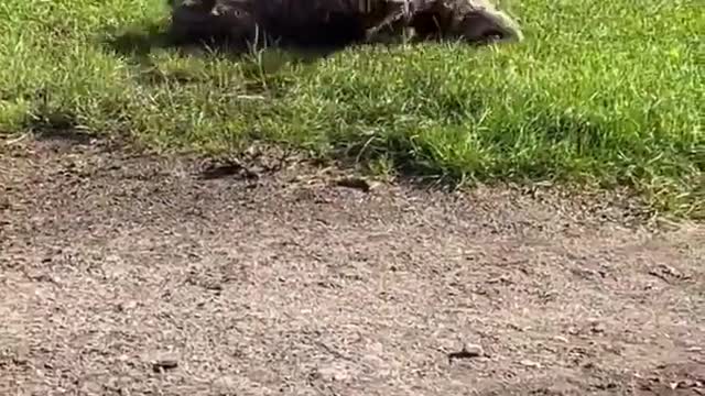 Happy Muddy Dog Rolls Around