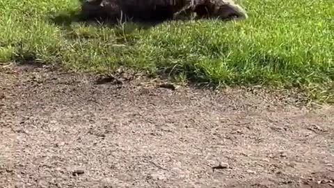 Happy Muddy Dog Rolls Around