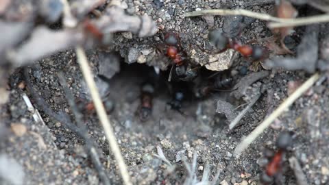 Ants at the entrance of an anthill