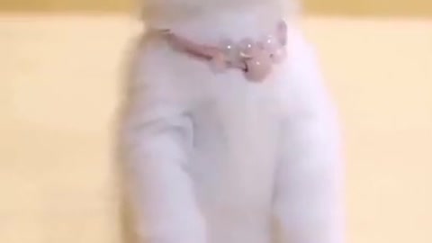 cat#short