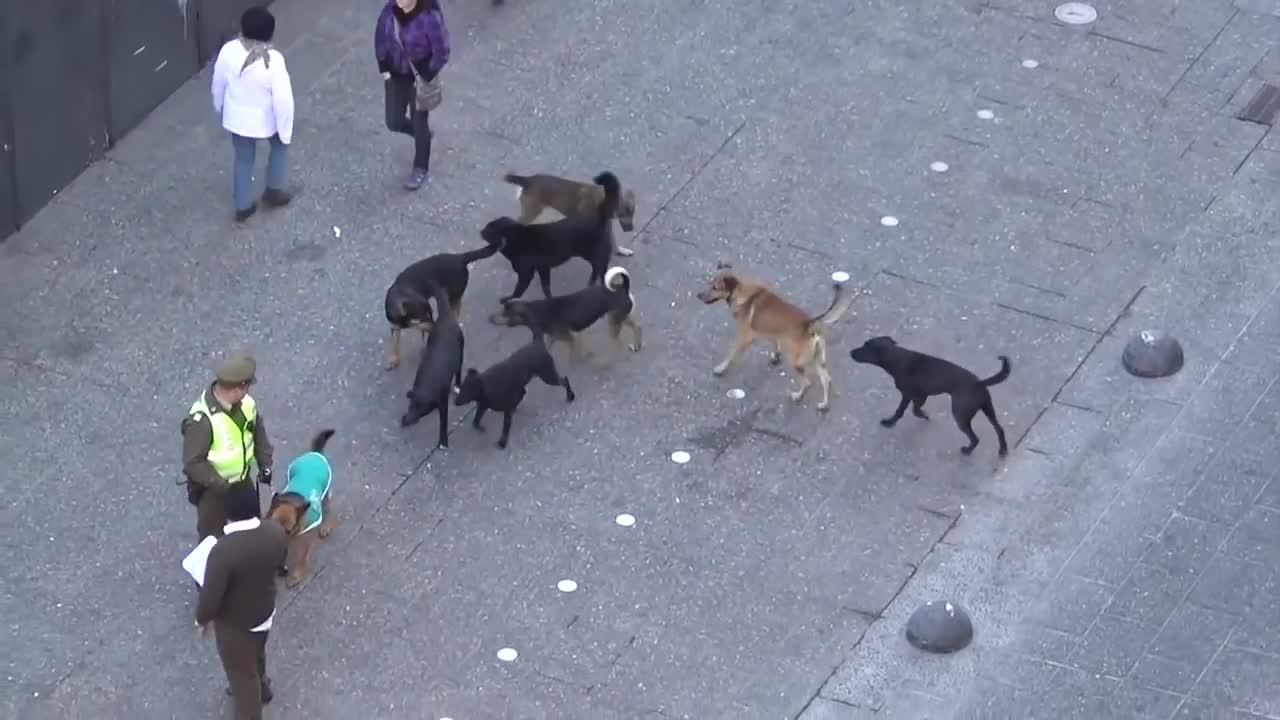 MUST SEE!! POLICE DOG ATTACKED BY PACK OF STRAY DOGS-