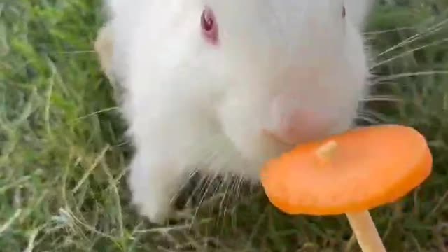 Rabbits eat carrots