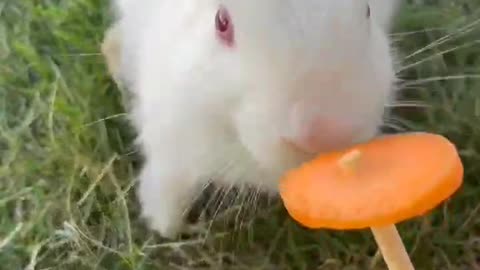 Rabbits eat carrots