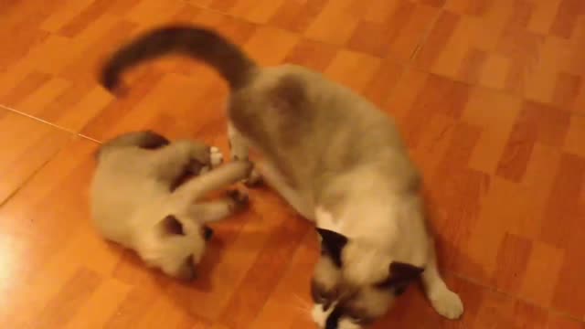 funny cat. cat video