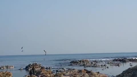 Korea's common seaside scenery The seagulls are dancing.