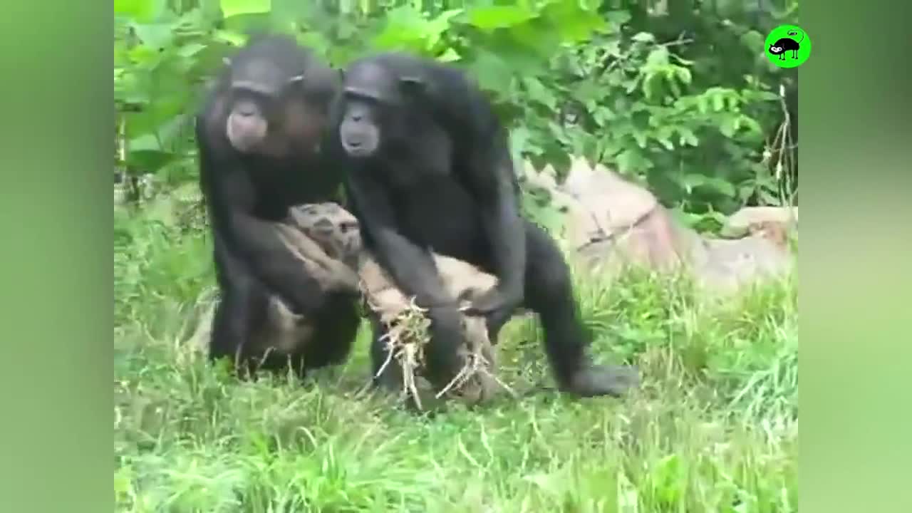 Funny Monkeys Doing Stupid Things