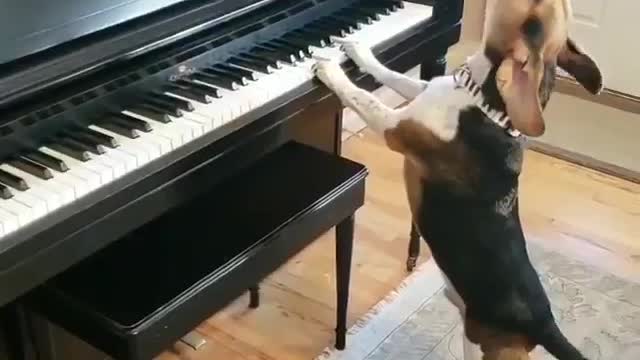 A dog explains to viewers the ABCs of playing the piano