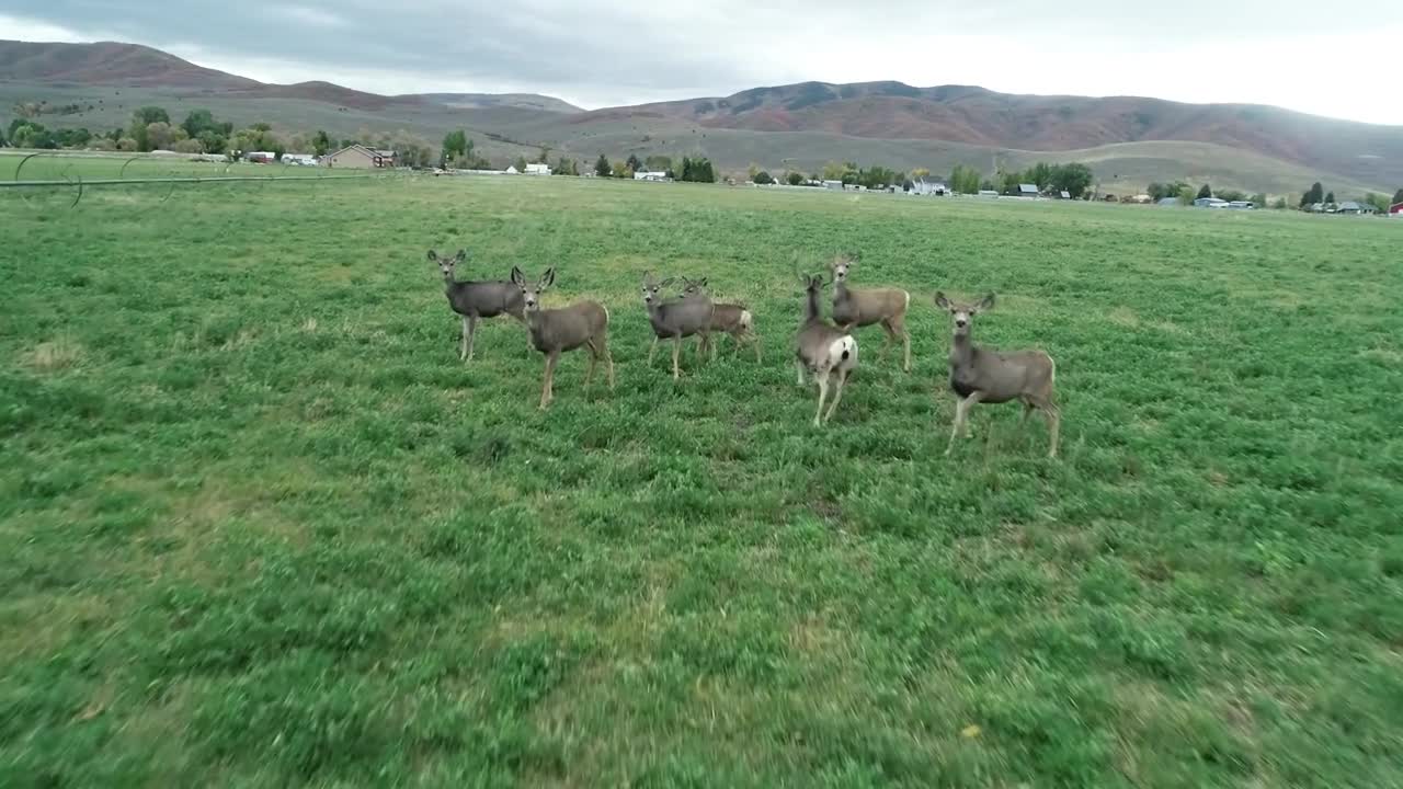 A Slow Motion Aerial Shot Of A Herd Of Deer Running In A Field