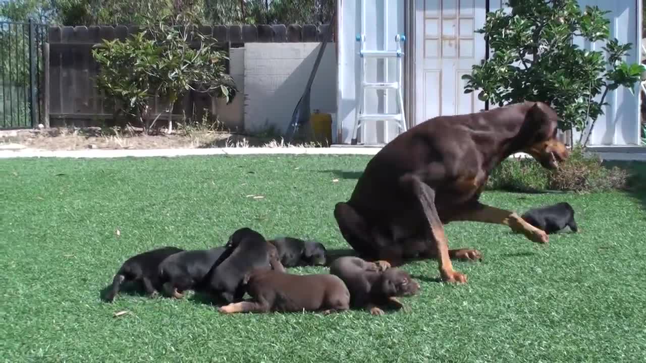 Doberman mom keeping dad away fromthee puppies