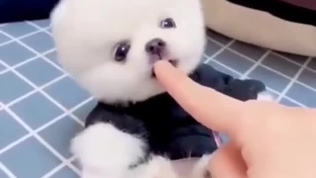 🅲🆄🆃🅴 🅿🆄🅿🅿🆈 ❤️ ★彡[Cute puppy]彡★ _ #shorts #puppy