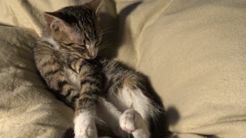 Small Cat Is Cleaning His Fur