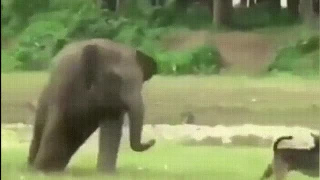 Adorable Baby Elephant Plays With Dog