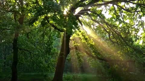 Landscape: Nature: forest