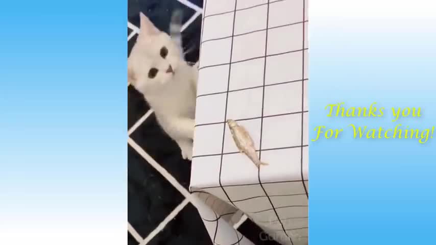 Cat funny video🤣🤣