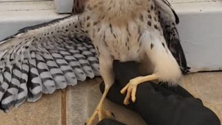 The smallest Brazilian falcon visiting me.