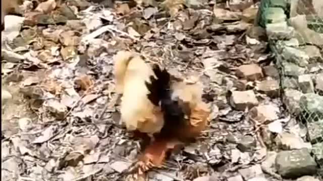 Little Puppy And Chicken Fighting Funny Video