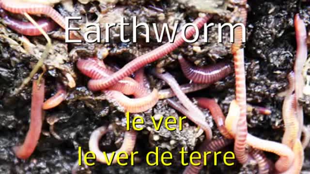 Cajun French - Insects Part 1