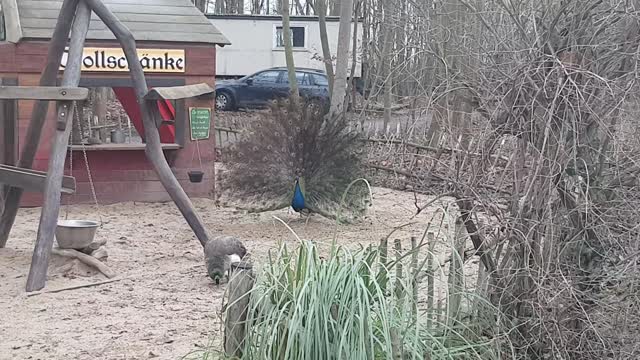 Peacock 🦚 is showing his feather dress 🦚 at Wildpark Lützen