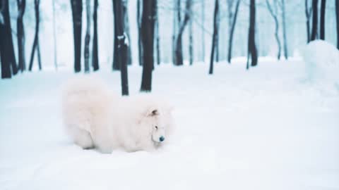 Rumble/ Cute puppy play on snow