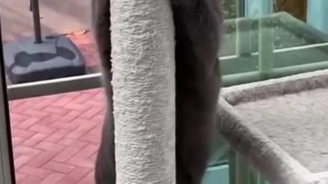 Aww So Cute Cats ~ Best Funny Cat Videos 2021 #shorts