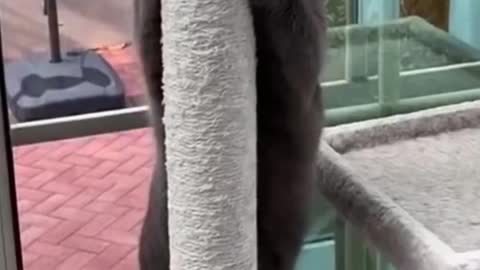 Aww So Cute Cats ~ Best Funny Cat Videos 2021 #shorts