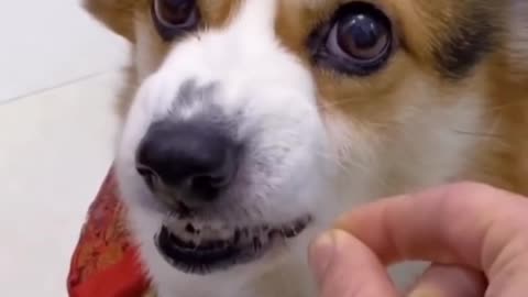 funsite cats and dog video part 17