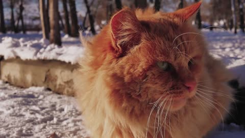 Old homeless red cat on the street. Close-up portrait cute American short hair cat. Cute cat face