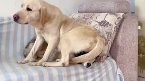 🐶WOW..❤️😻 Is it so boring #shorts #dogs #cats @Funny Animals