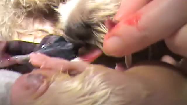 Amazing Dog Giving Birth to new puppies Part 3