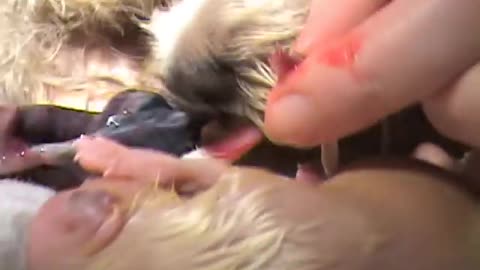 Amazing Dog Giving Birth to new puppies Part 3