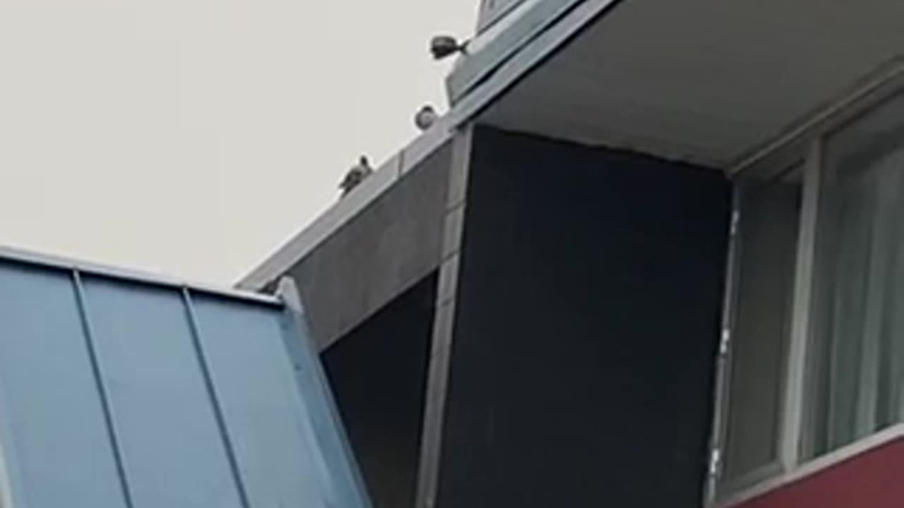 Nature shorts: Pigeon hiding on the roof top