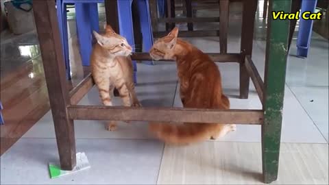 Cats fighting